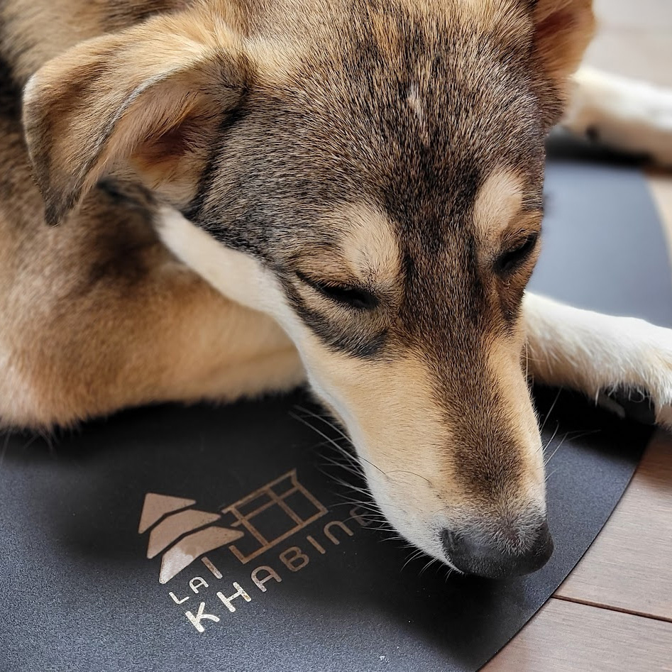 Dog sleeping by a wood stove